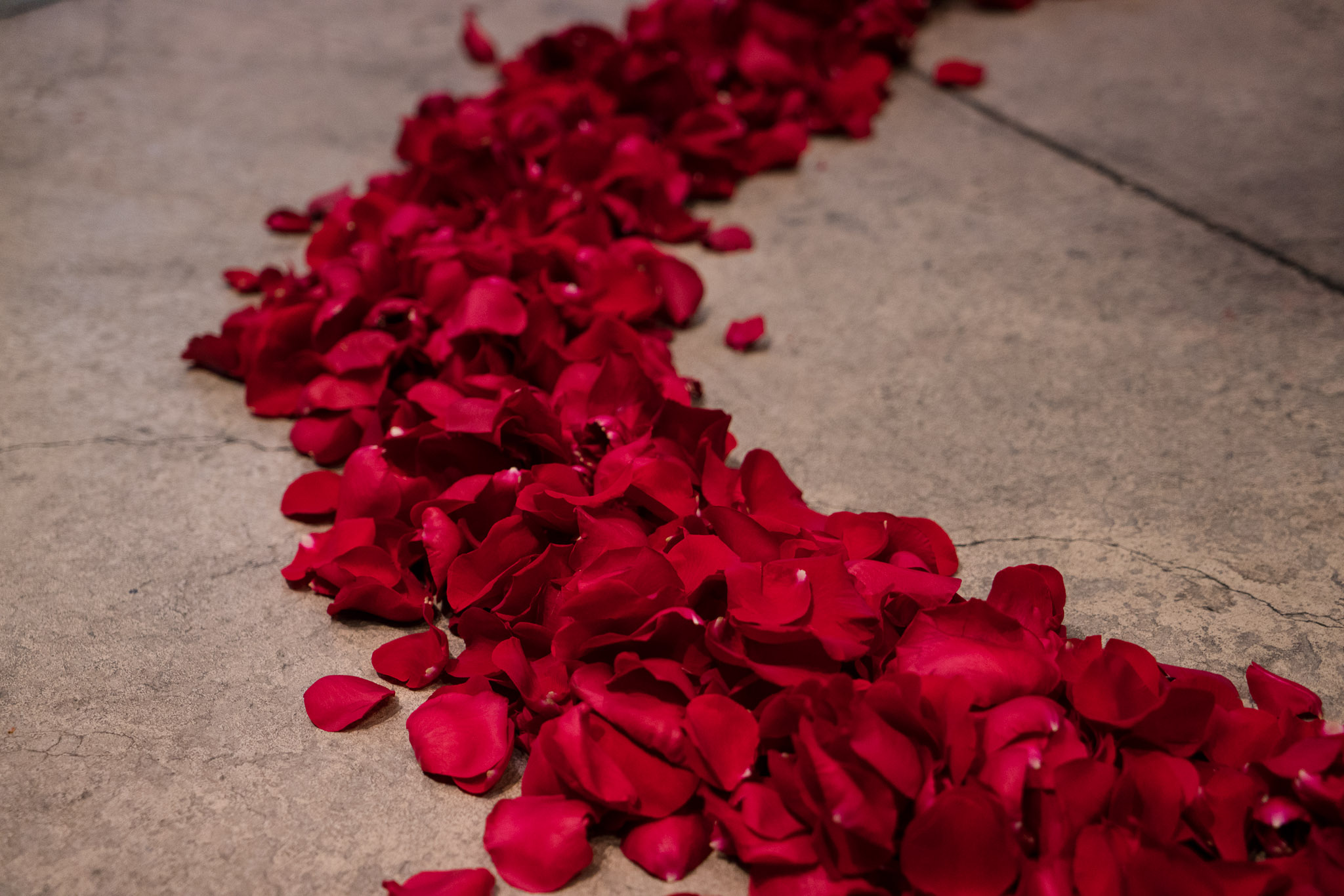Rose petal path for romantic marriage proposal